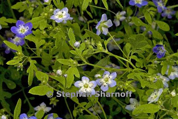 nemophila pulchella 1 graphic